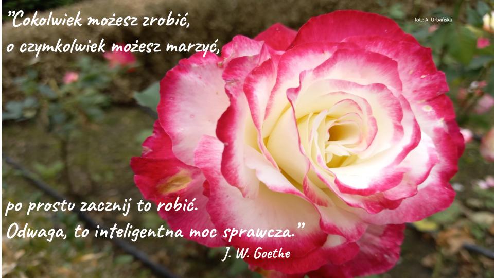 Zdjęcie róży w plenerze z cytatem: „ Cokolwiek możesz zrobić,                                                                            O czymkolwiek możesz marzyć,                                                                            Po prostu zacznij to robić.                                                                            Odwaga, to inteligentna moc sprawcza” 								                  J. W. Goethe
